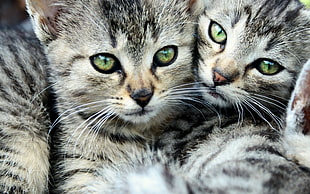 three gray-and-black kittens photo