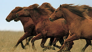 three brown horses, horse, animals