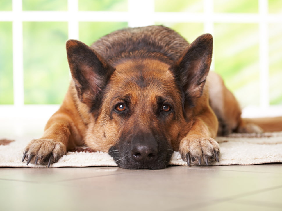 brown German Shepherd HD wallpaper
