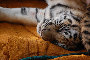 brown and white tiger lying on brown textile