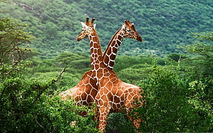 two giraffes, animals, giraffes, nature HD wallpaper