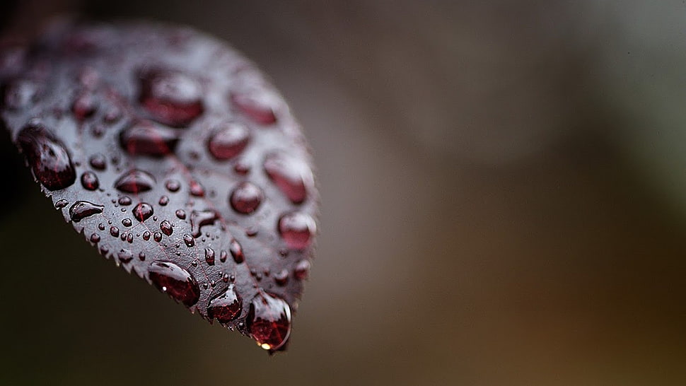 red leafed plant, macro, water drops HD wallpaper
