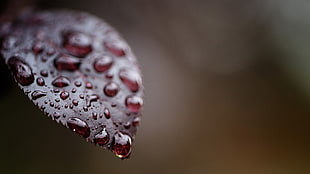 red leafed plant, macro, water drops