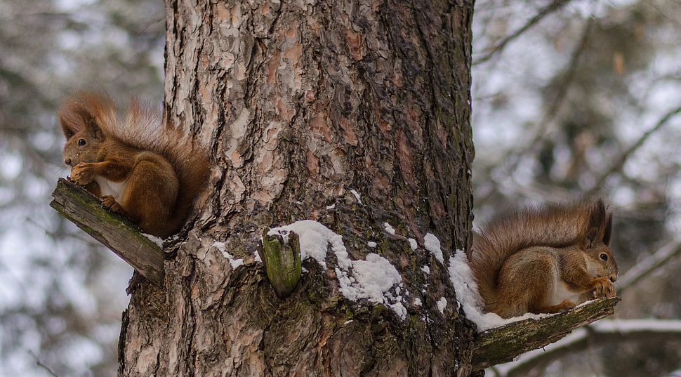 two brown racoons on tree HD wallpaper