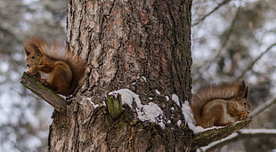 two brown racoons on tree
