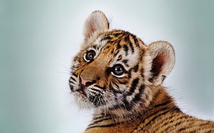 orange and black tiger cub photo HD wallpaper