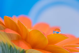 close-up photography of orange petaled flower with water dew, gerbera