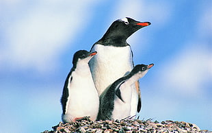 three black penguins