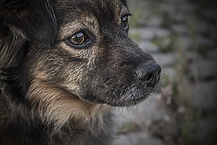 brown and black long-coated dog in shallow focus photography