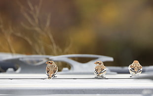 three brown bird on white table, snow buntings
