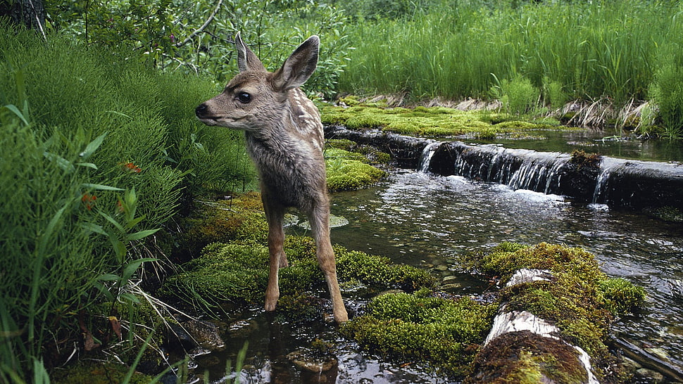brown deer standing on green grass over body of water, animals, deer, baby animals, waterfall HD wallpaper