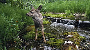 brown deer standing on green grass over body of water, animals, deer, baby animals, waterfall