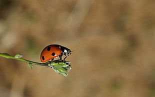 close-up photography of red ladybug perching on green plant