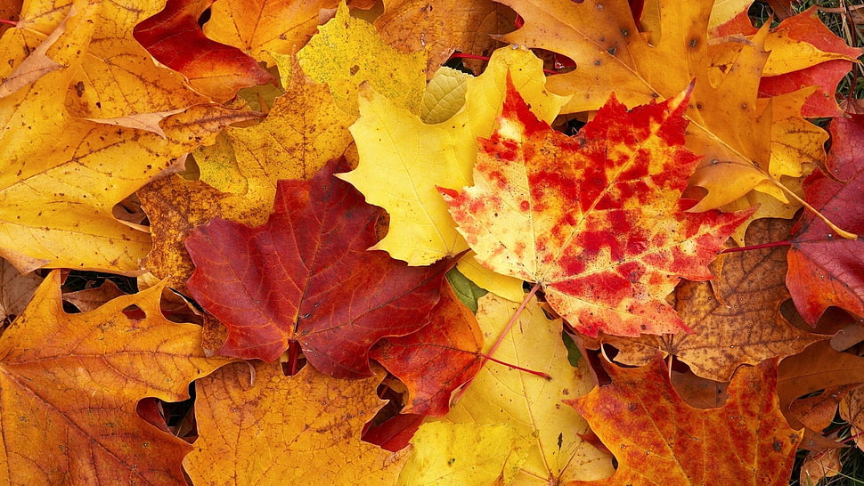 yellow-and-red maple leaf lot photo HD wallpaper