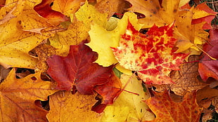 yellow-and-red maple leaf lot photo