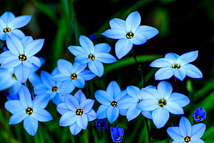 close-up photography of blue petaled flowers