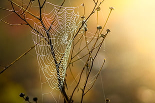 close-up photo of spider web on tree HD wallpaper