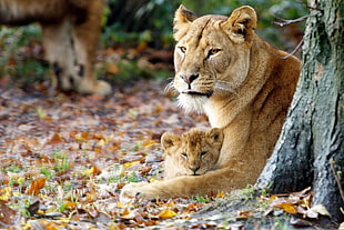 closeup photo of lioness and cub beside tree