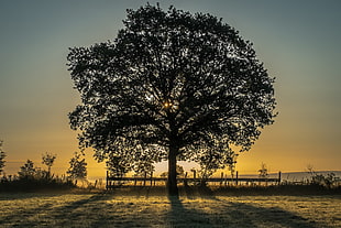 view of tree during dawn, belgium HD wallpaper