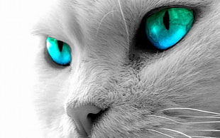 blue and green eyed cat, cat, blue eyes HD wallpaper