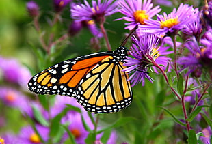 shallow focus photography of yellow, white and black butterfly on purple flowers