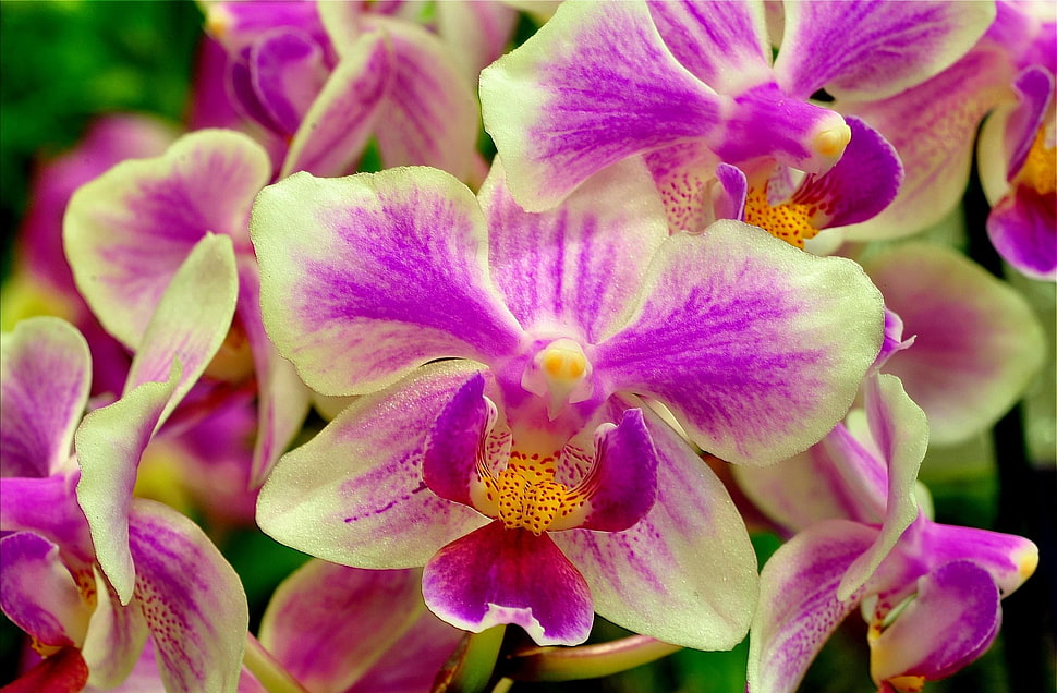 purple and yellow Orchids HD wallpaper
