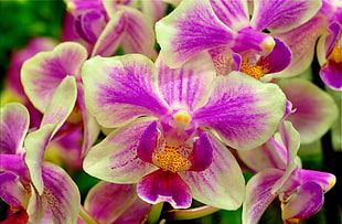 purple and yellow Orchids