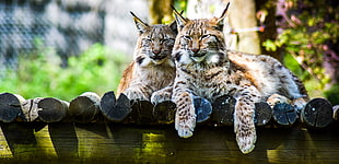 two tan-and-black lynxes, Lynx, Predator, Large cat HD wallpaper