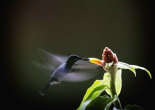 Macro shot photography of black Humming bird