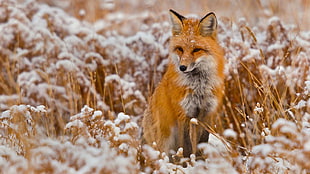 animal photography of Fox on grass field HD wallpaper