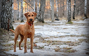 adult tan Irish Terrier standing on forest during daytime