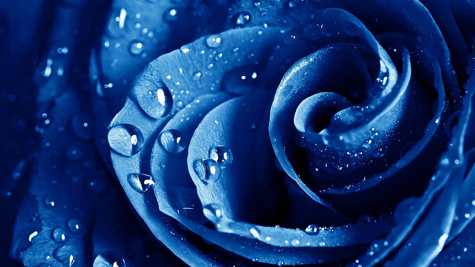 Tea Rose flower with water dew HD wallpaper