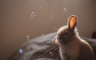 gray rat near falling bubbles and gray textile