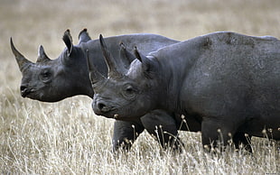 two gray rhinos photo taken during daytime HD wallpaper