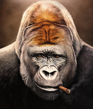 brown and black fur cat, animals, artwork, digital art, gorillas HD wallpaper