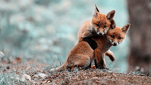 close up photography two brown foxes