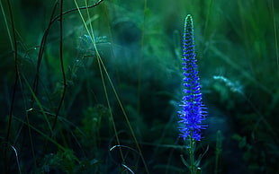blue petaled flower, purple flowers, flowers, nature, blue