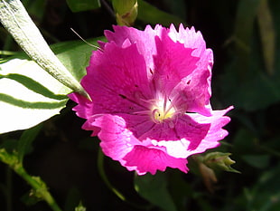 pink petaled flower closeup photography HD wallpaper