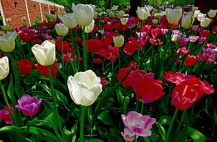 bed of tulips flower