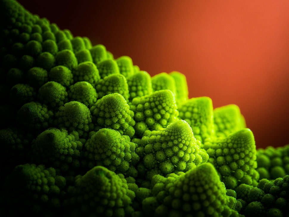 Plant,  Surface,  Green HD wallpaper