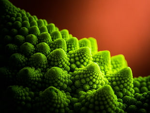 Plant,  Surface,  Green HD wallpaper