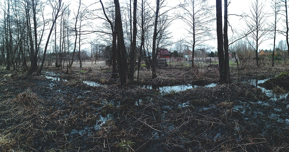 swamp bog, forest, dead trees, moss, water HD wallpaper