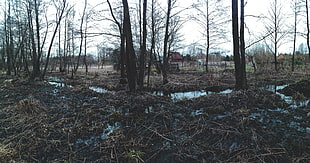 swamp bog, forest, dead trees, moss, water HD wallpaper