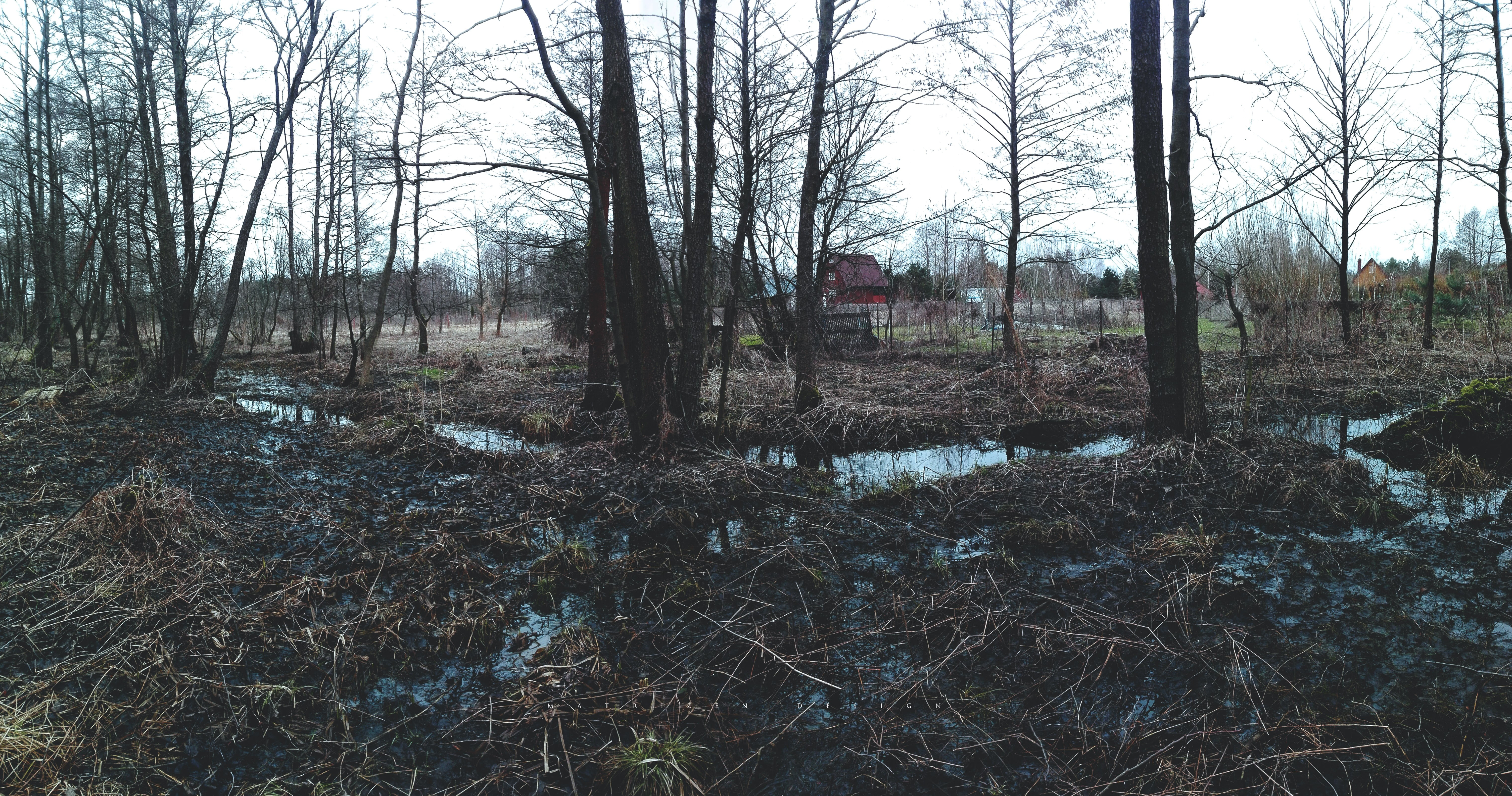 swamp bog, forest, dead trees, moss, water