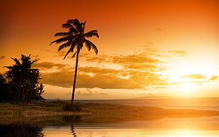 golden hour photography of silhouette coconut tree near body of water
