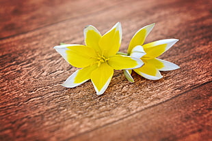 two yellow-and-white petaled flowers on brown surface