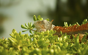 bearded dragon on plant