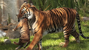 tiger and cub, animals, tiger, baby animals HD wallpaper