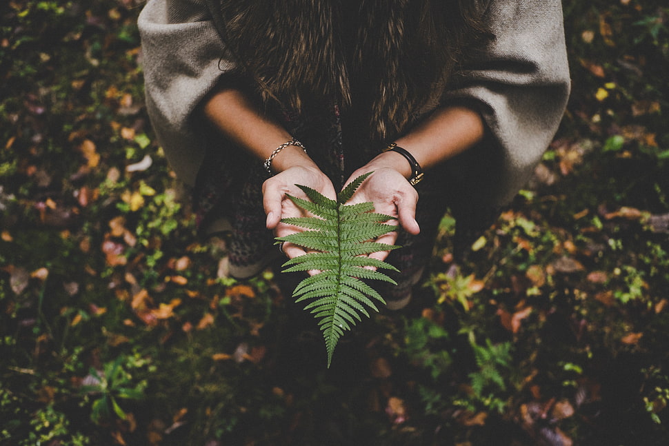 green leaf, Fern, Leaf, Hands HD wallpaper