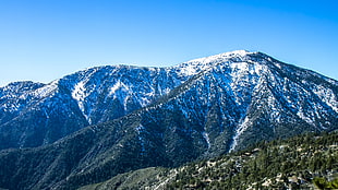 leaved trees on mountain during daytime, angeles national forest